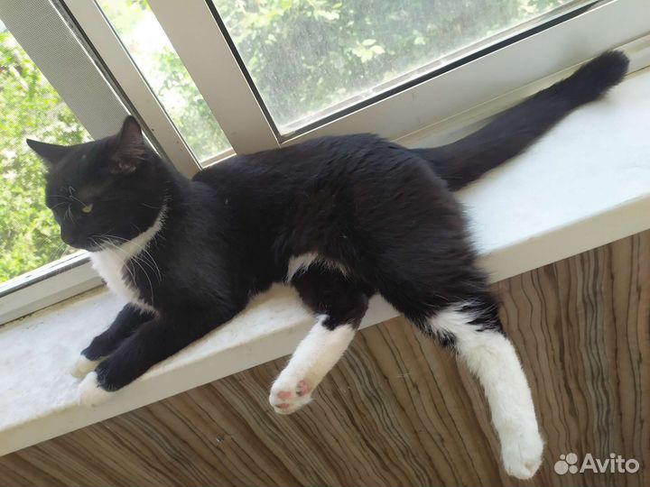 Кошка в добрые руки