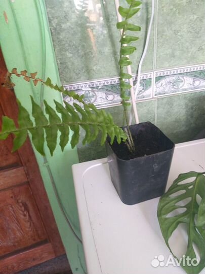 Фикус,монстера,папоротник