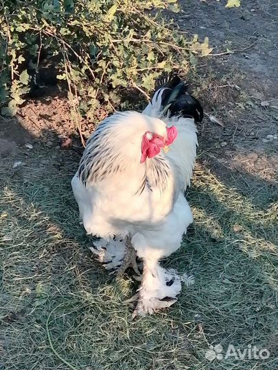 Петух брама