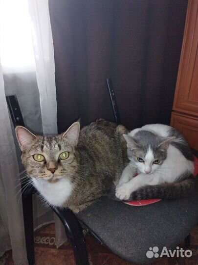 Отдам в добрые руки кошечек