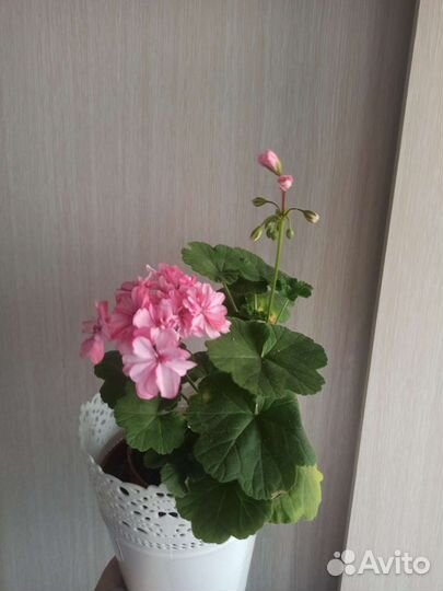 Пеларгония герань Цветет