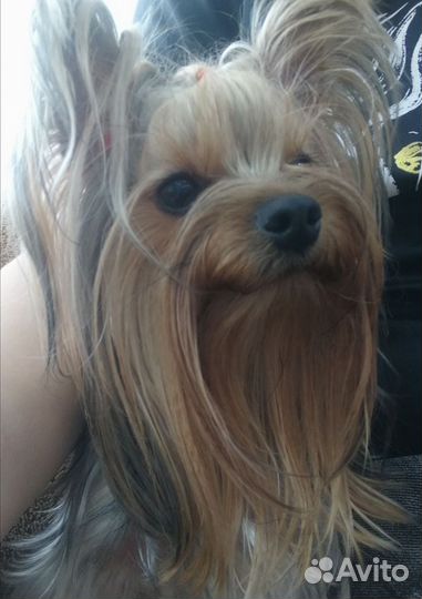 Йоркширский терьер