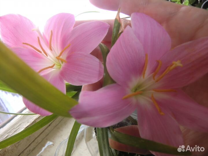 Зефирантес розовый