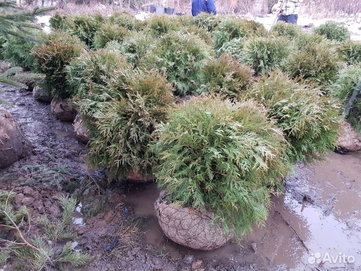 Туя западная Вудварди