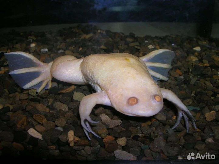 Лягушка шпорцевая африканская оптом