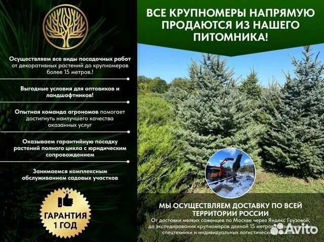 Ель голубая