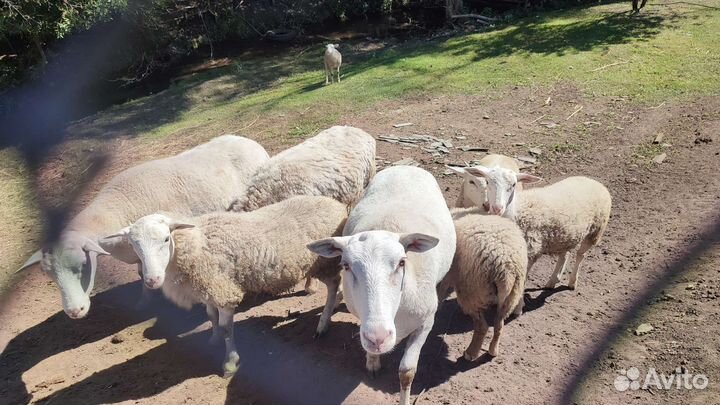 Катумские овцы