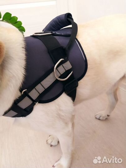 Шлейка для собак крупных и средних пород