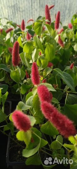 Акалифа лисий хвост