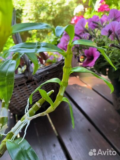 Дендробиум белый детки