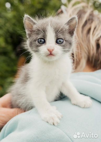 Кошки в добрые руки