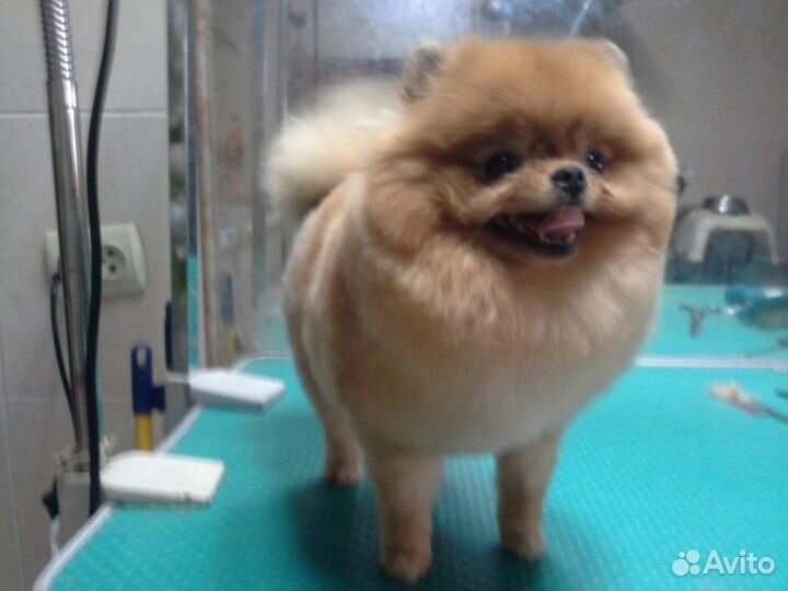 Профессиональная стрижка шпицев