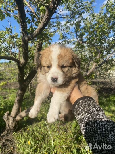 Щенки в добрые руки