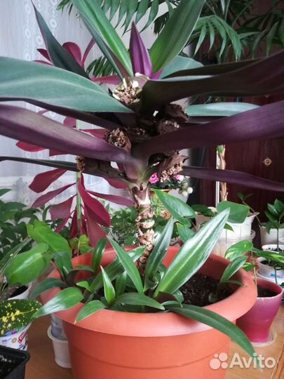 Традесканция рео