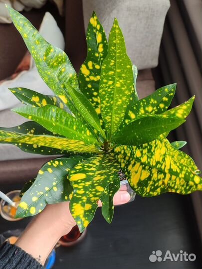 Кротон (кодиеум) Голд Сан