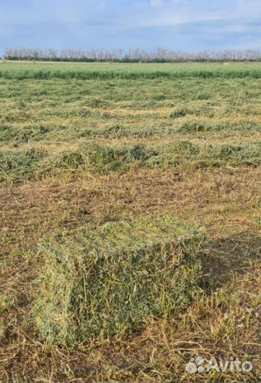 Сено / люцерна хорошего качества