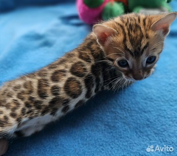 Бенгальская девочка