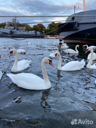 Экспедиция Калининградский Калейдоскоп.самоелучшее