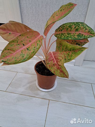 Аглаонема (взрослый цветок и детки)