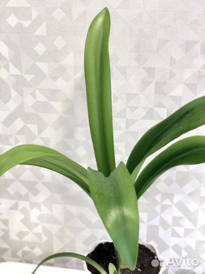 Комнатное растение Гиппеаструм оранжевый, лилейник