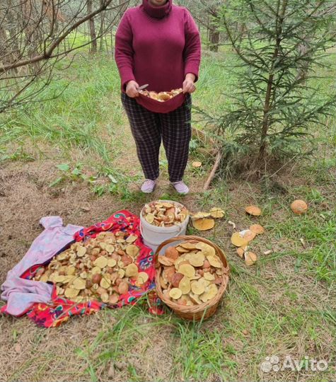Грибы соленые