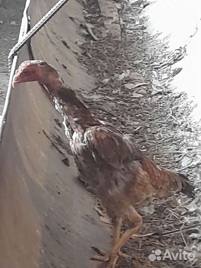 Бойцовые куры