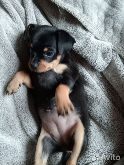 Той-терьер щенки