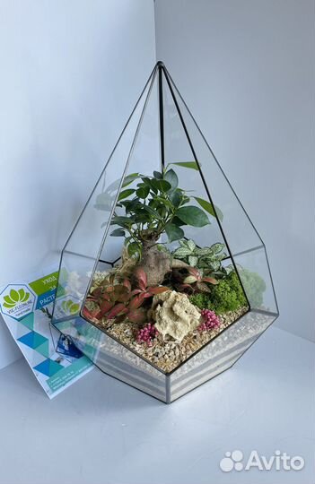 Флорариум. Бонсай. Подарок руководителю. Доставка