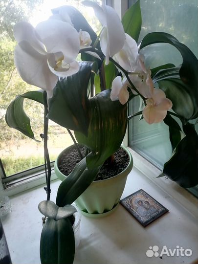 Орхидея