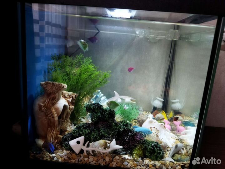 Аквариум с рыбками