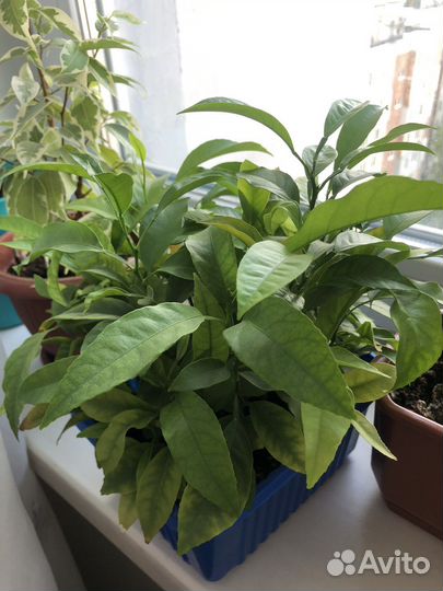 Цитрусовое деревце, рассада цитрусовые