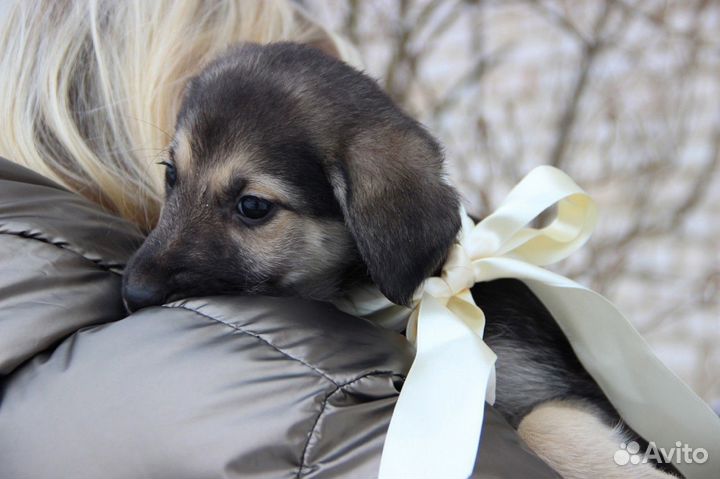 Щенки
