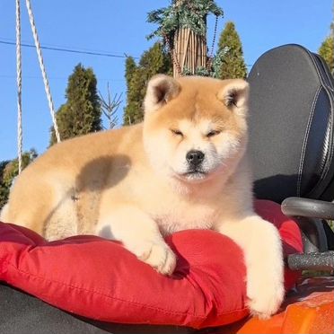 Акита-ину, щенок