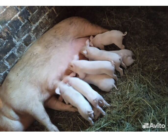 Порасята парода белая русская