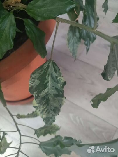 Гибискус купера