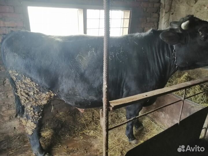 Бык на мясо