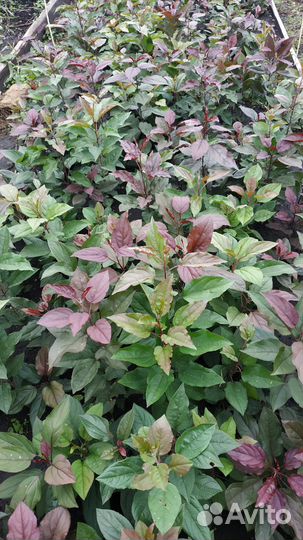 Яблоня Недзвецкого