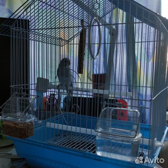 Волнистый попугай с клеткой