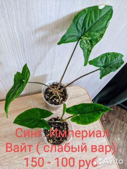 Сингониумы сортовые