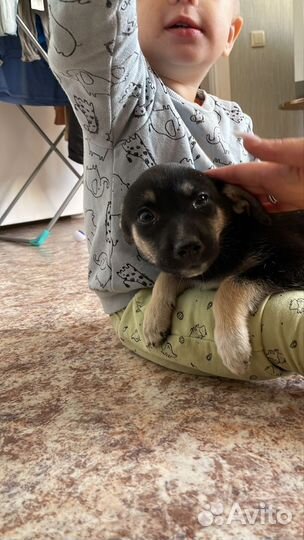 Мальчик в поиске дома