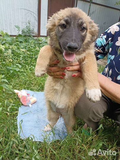 Возьмите собаку из приюта