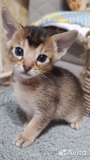 Абиссинские котята метисы