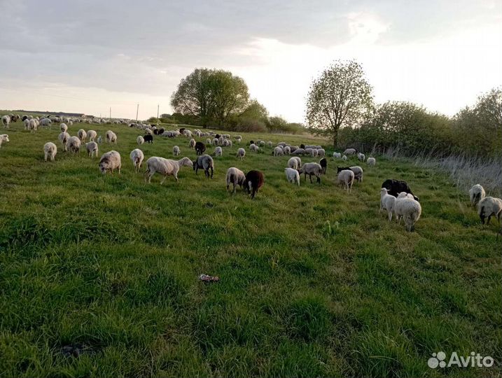 Овцы бараны