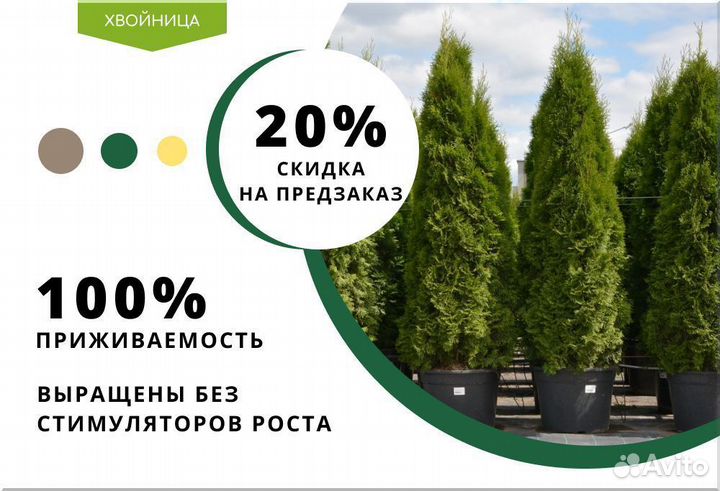 Туи из питомника