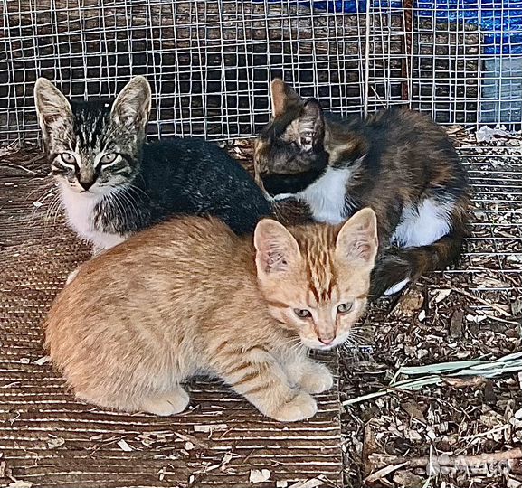 Котята в добрые руки даром