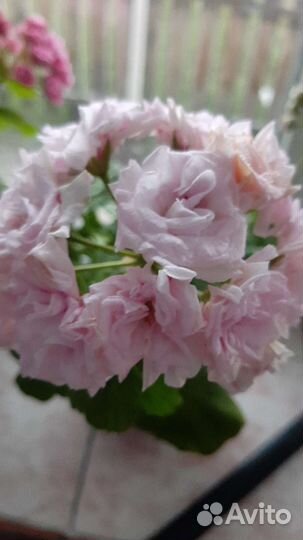 Пеларгония герань сортовая