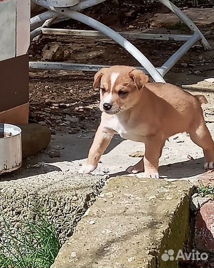 Нужен домик и хорошие руки щенку