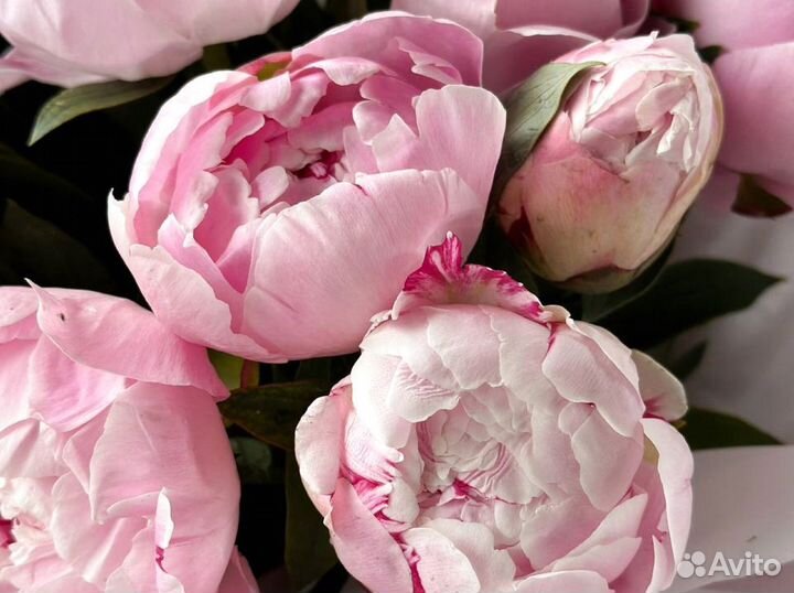 Букет из 61 пиона