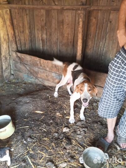 Русская пегая гончая щенки