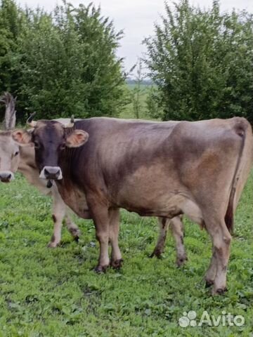 Корова высокоудойная порода швиц и бычки